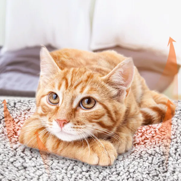 Alfombra térmica para mascotas - Imagen 5