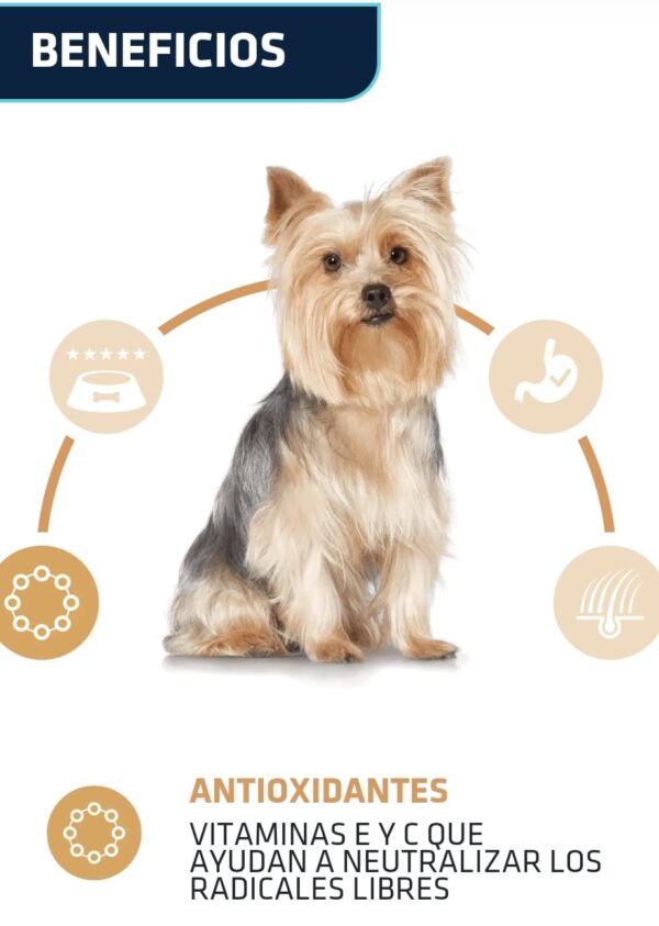 ADVANCE Active Defence Yorkshire Terrier 1.5Kg - Imagen 5